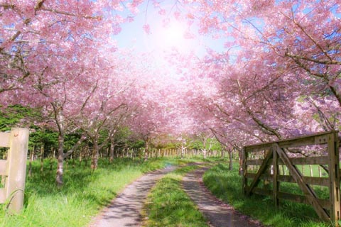 奇門遁甲座山日盤